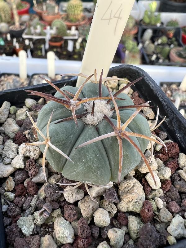 Echinocactus_horizonthalonius_PM_1783__Castanos_Coah.jpeg